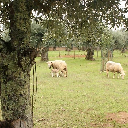 Adobe Typical Cottage Alpalhao  Dış mekan fotoğraf