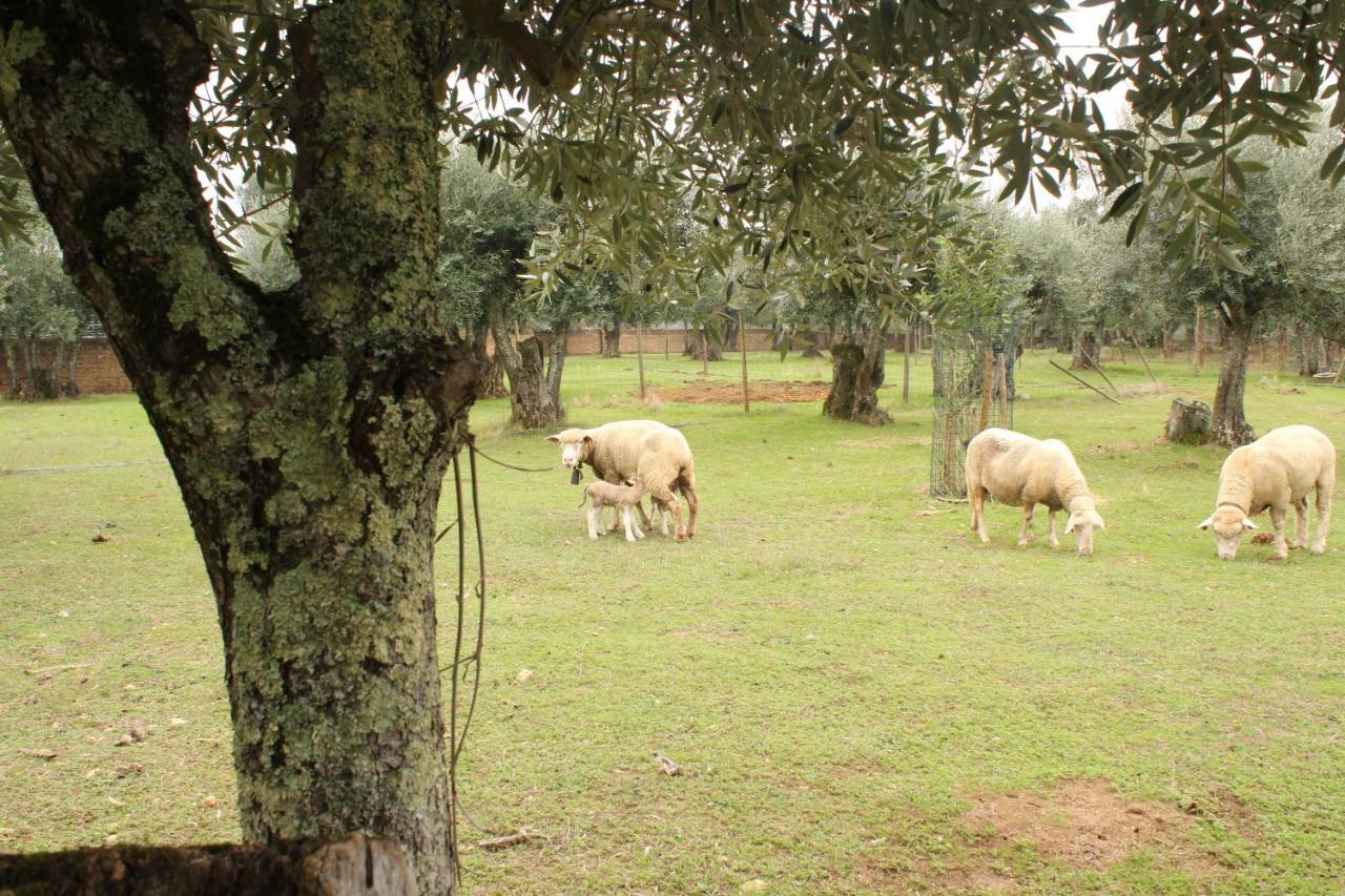 Adobe Typical Cottage Alpalhao  Dış mekan fotoğraf